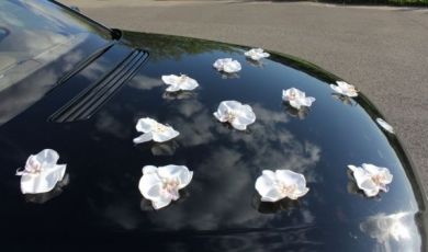 Белые орхидеи - аренда украшений на авто